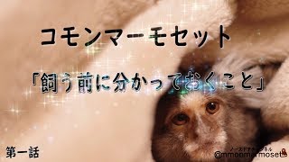 ★コモンマーモセット 第一話（全3話） ★「飼う前に分かっておくこと」ペット★ 動物を飼う★ commomarmoset★猿★エキゾチックアニマル 飼育方法 飼い方　動物 【コモンマーモセット飼育係】