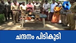 ഇടുക്കി വണ്ടിപ്പെരിയാറിൽ 12 ലക്ഷം രൂപ വിലമതിക്കുന്ന 24 കിലോ ചന്ദനം പിടികൂടി; 6 പേർ പിടിയിൽ