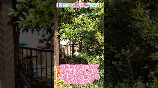 【埼玉の植木屋さん】お隣のお宅に枝がはみ出してしまい、ご迷惑をかけている木の伐採です！#富士見グリーンガーデン #造園 #植木屋 #社員募集 #お庭 #伐採 #ショート #埼玉県 #富士見市