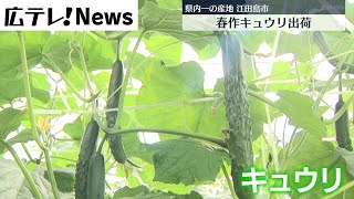 【広島県江田島市】春作キュウリ出荷最盛期