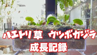 【食虫植物】ハエトリ草とウツボカズラの成長記録です\