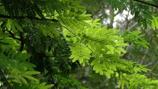 Libidibia coriaria, Caesalpinia coriaria, beautiful low dome shape clear canopy shade tree saplings