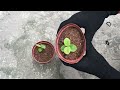 summary of how to propagate guava trees using tomatoes bananas aloe vera and using coca water