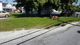 K9 ARTICLE SEARCH| 911RR