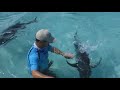 hand feeding monster 100lb giant trevally gts in the cook islands ifish