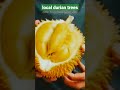 one hundred year old 🌱local durian trees #shorts #durian #review