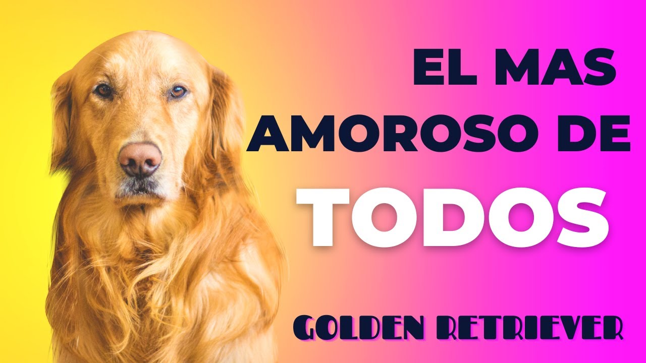 Golden Retriever // COMPORTAMIENTO, CUIDADOS, SALUD Y MAS!! - YouTube