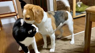 うちの多頭飼いはこんなバタバタ劇☆シニア猫たちとビーグル犬さつきさんOur multi-headed house is such a fluttering senior cats and Beagle