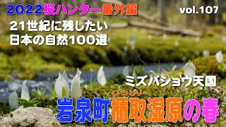 【2022桜ハンター番外編】岩泉町釜津田『櫃取湿原』の春～ミズバショウ天国・21世紀に残したい日本の自然100選～