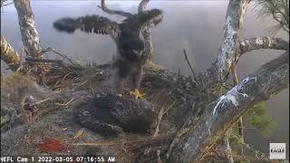 AEF~NEFL Nest Cam~NE27 Showing Wings and Walking skills 3 5 22