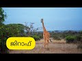 മൃഗങ്ങളുടെ പേരുകൾ മലയാളത്തിൽ animal names in malayalam for kids