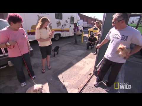 How to choose a perfect Lab - the dog whisperer How to choose a perfect Lab - the dog whisperer