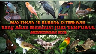 masteran kompilasi istimewah 10 burung