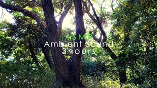 ASMR 睡眠 | 鎌倉の木々の揺れる音で眠りにつく | 3時間 | Ambient Sound