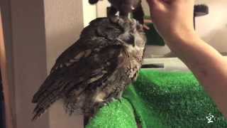 Kuu Owl Stroking / フクロウのくうちゃん、お気に入りのネズミのおもちゃ