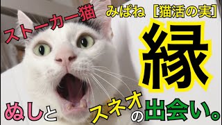 みぱねサブチャン［猫活の実］（縁）スネオの名前由来・ぬしのクイズ・ストーカー猫。