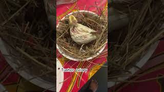 আলহামদুলিল্লাহ চলে যাচ্ছে ঢাকা❤️❤️❤️#birds #parrot #new #viralvideo #shorts #tusharaviary