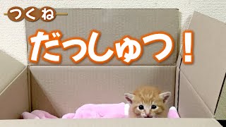 【茶トラ子猫つくね】ようこそ我が家へ♪段ボール箱から脱出？はじめの一歩