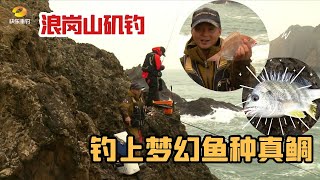 浪岗山矶钓，钓上梦幻鱼种真鲷