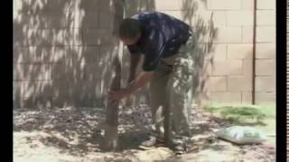 How to Fertilize your Trees and Shrubs Like a Moon Valley Nurseries Pro