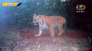 दाजीपूरच्या अभयारण्यात पट्टेरी वाघाचं दर्शन, २०१९ सालानंतर पुन्हा वाघ