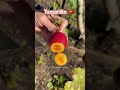 Let’s cut Tamarillo 😱 #shorts #shortvideo #fruit #garden #fruitcutting #enjoy