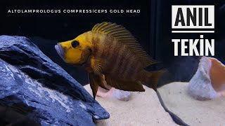 Altolamprologus Compressiceps Gold Head