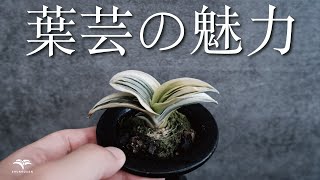 【誰でも分かる】万年青の魅力