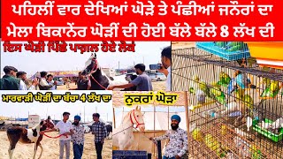 Horse mela Hanumangarh BhatSikhTraveller | Animals birds vlog Sikhvlogger