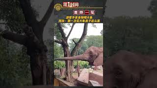 近日，重慶永川壹動物園內，遊客手拿食物投餵大象，大象伸長鼻子試圖接住，網友：第壹次見大象鼻子這麽直。#真實事件 #奇聞趣事 #新聞 #shorts