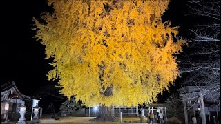 【丹生酒殿神社】樹齢300年以上の大銀杏20mの迫力満点な【大イチョウ】