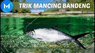 INI DIA CARA MANCING IKAN BANDENG DAPAT TEROOS!