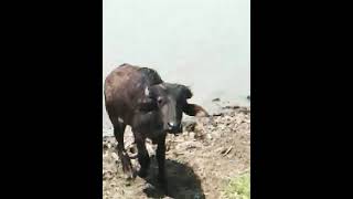 murrah katda#murrah male calf#gabbar bull#farming #villagelife #shorts #subscribe .