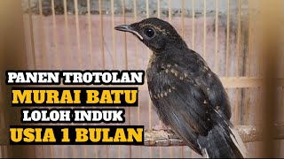 PANEN ANAKAN MURAI BATU !! TROTOL LOLOH INDUK DAN PROSES LOLOH MURAI BATU !!