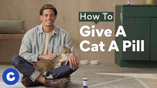 How To Give a Cat a Pill | Chewtorials