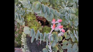 How to Propagate Kalanchoe  Rapidly