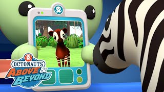 Octonauts: Above & Beyond - Chasing Stripes 🦓 | The Jungle Ghost 👻 | @Kidzuko