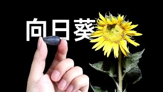 【耗时72天】种一粒向日葵种子，带你看它的生长全过程。