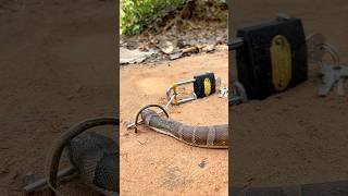 Easy big snake trap #big DIY snake #snake #shortvideo #amazing