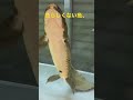 魚らしくない魚、オーストラリア肺魚、