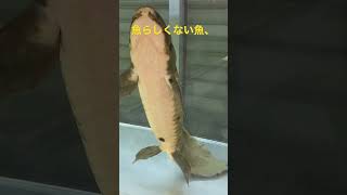 魚らしくない魚、オーストラリア肺魚、