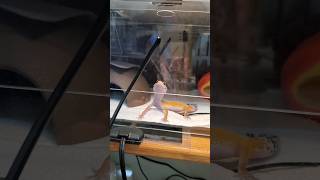 豹紋守宮寶寶‘’卡哇伊‘’的成長日記Baby Gecko's Daily Life ~ 卡哇伊原來很喜歡跳舞？跟著節奏一起動滋動！😂  #pets #gecko #豹紋守宮 #寵物 #有趣