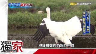 全球僅剩4000隻 小白鶴迷航台灣
