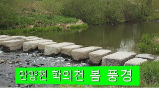 안양천 학의천 봄 풍경 감상