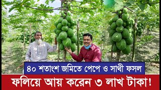 ৪০ শতাংশ জমিতে পেঁপে ও সাথী ফসল ফলিয়ে বছরে আয় করেন ৩ লাখ টাকা ! Papaya | Pundro Krishi পর্ব -১