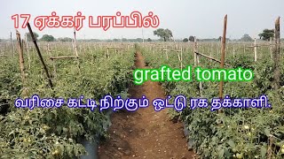 @deejayfarming8335 வரிசை கட்டி நிற்கும் ஒட்டுரக தக்களி.