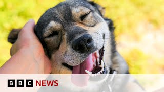 Australia’s $22bn love for pets | BBC News