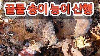 [약초]끝물 송이 능이버섯 산행