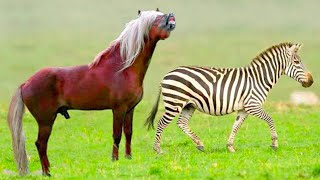 This Is What a Horse and Zebra Cross Breed Into