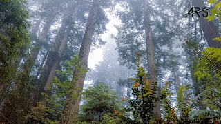 Soothing Natural Forest Music with Bird Sounds | Nature Music | Meditation and Relaxation